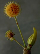 Live Plant Image
