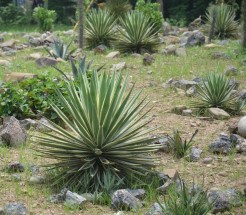 Live Plant Image