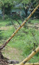 Live Plant Image
