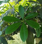 Live Plant Image