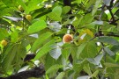 Live Plant Image