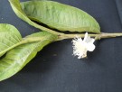 Live Plant Image