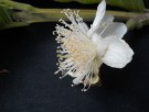 Live Plant Image