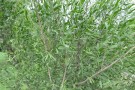 Live Plant Image
