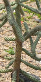 Live Plant Image