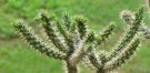 Live Plant Image