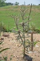 Live Plant Image
