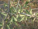 Live Plant Image