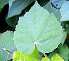 Live Plant Image
