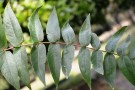Live Plant Image