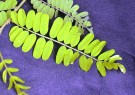 Live Plant Image