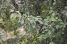 Live Plant Image