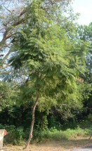Live Plant Image