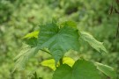 Live Plant Image