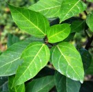 Live Plant Image