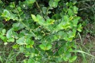 Live Plant Image