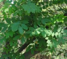 Live Plant Image