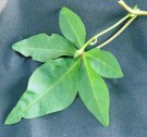 Live Plant Image
