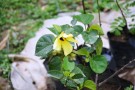 Live Plant Image