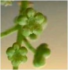 Live Plant Image