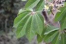 Live Plant Image