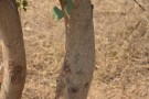 Live Plant Image