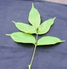 Live Plant Image