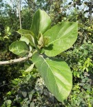 Live Plant Image