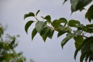 Live Plant Image