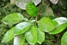 Live Plant Image