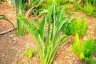 Live Plant Image