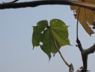 Live Plant Image