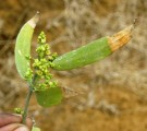 Live Plant Image