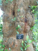Live Plant Image