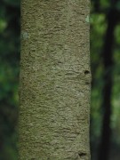 Live Plant Image