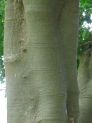 Live Plant Image