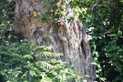Live Plant Image