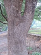 Live Plant Image