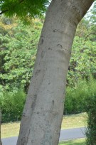 Live Plant Image