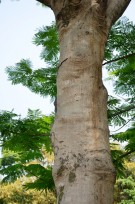 Live Plant Image