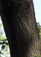 Live Plant Image