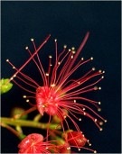 Live Plant Image