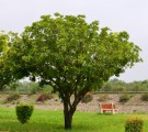 Live Plant Image