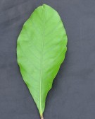 Live Plant Image