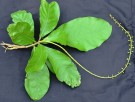 Live Plant Image
