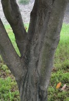 Live Plant Image