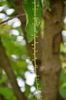Live Plant Image