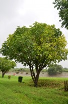 Live Plant Image