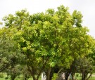 Live Plant Image