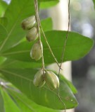 Live Plant Image